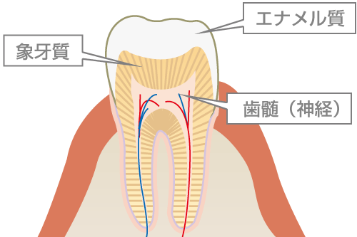 歯の構造のイラスト