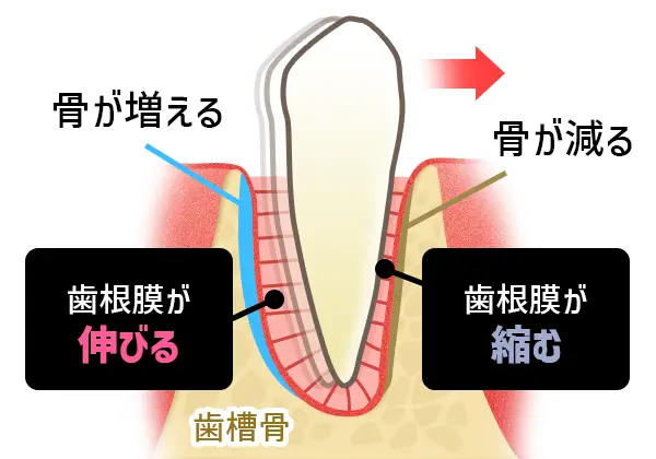 歯が動く仕組みの図